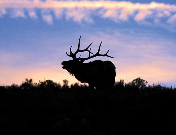 Second Rut, Elk Hunting, Southwest Montana