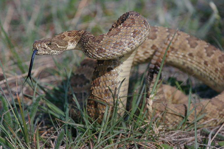 Rattlesnakes, Snake Bites, Montana