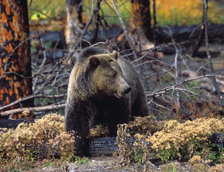 Grizzly Bear Delisting, Hunting Girzzly Bears, Greater Yellowstone Coalition, Montana Wildlife Federation