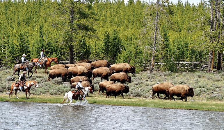 Yellowstone Bison, Buffalo Field Campaign