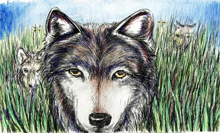 wolf, animals, wolves, Yellowstone