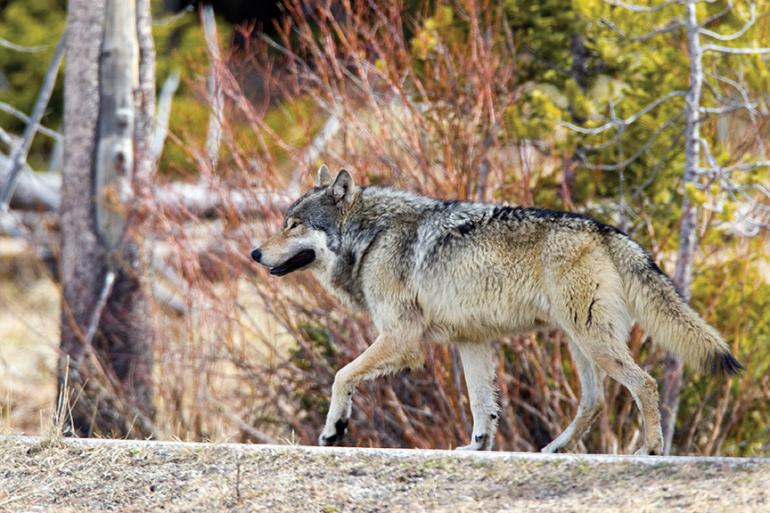 wolf, Montana, wolf hunt