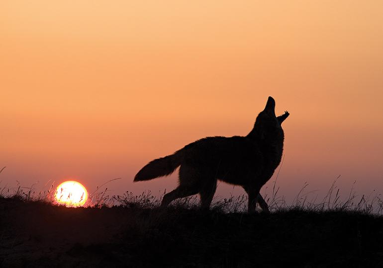 Coyote, Sunset