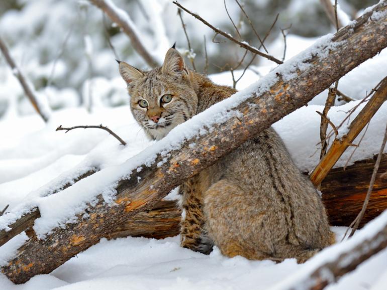bobcat, winter, Outside Bozeman, Montana