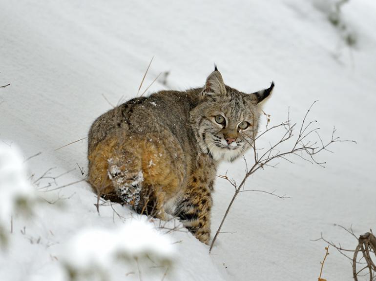 bobcat, winter, Outside Bozeman, Montana