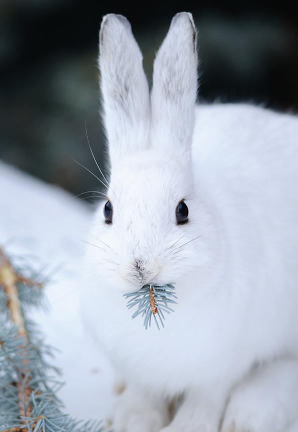 Snowshoe Hare, Montana