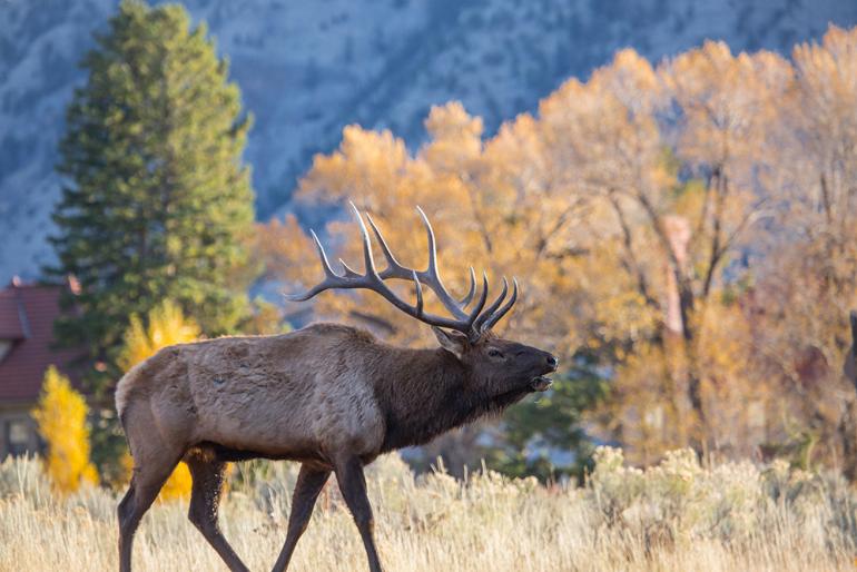 Elk Rut, Mammoth Hot Springs, Bugling Elk, Gardiner, Montana
