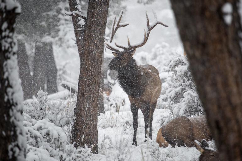elk, Hunting, Gallatin Canyon, Bozeman, Montana