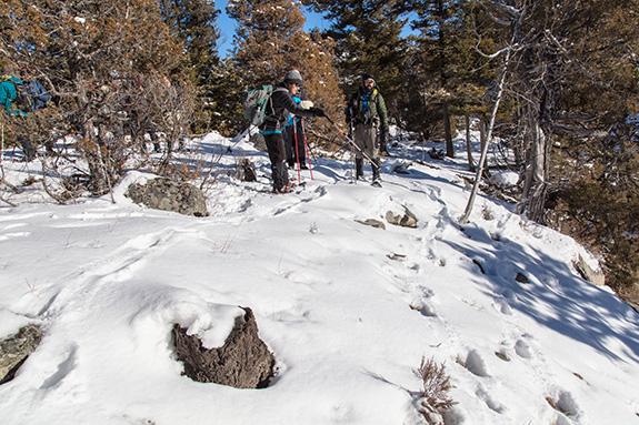 Winter Wildlife Tracking, Mountain Lions