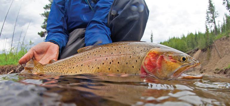 Cutthroat fishing in Montana, fly-fishing Montana, catch and release