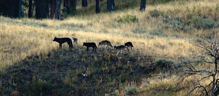 Lamar Wolf Pack, Yellowstone National Park, Yellowstone Wolves