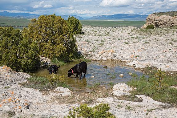Dogs, Dehydration, Overheating, Bozeman, Montana