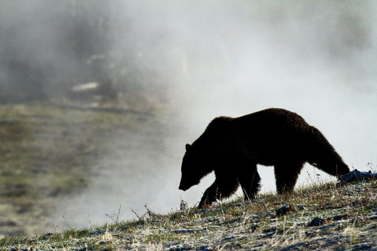 Wildlife in Yellowstone National Park, bears in Yellowstone  