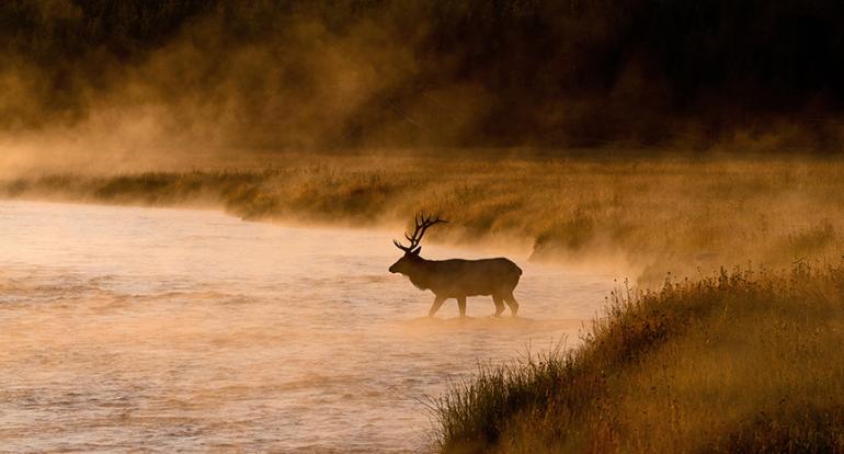Elk, brucellosis, Fish, Wildlife & Parks