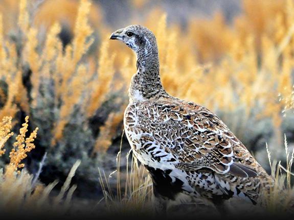 Sage Grouse, Bird Hunting, Montana