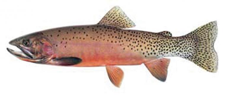 Cutthroat Trout, trout, fishing Montana, Montana fish, Onycorhynchus clarkii