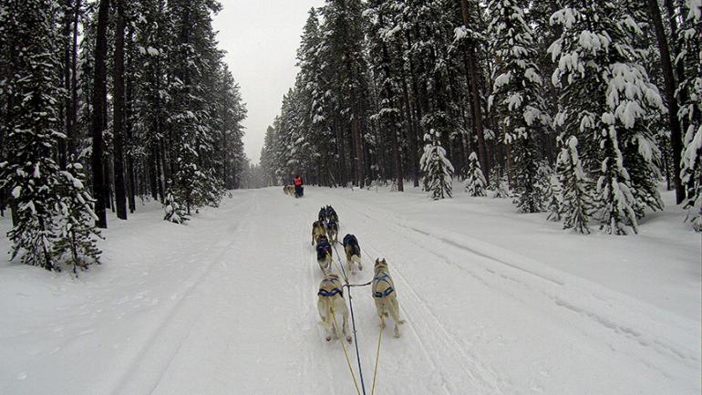 West Yellowstone dog sledding 