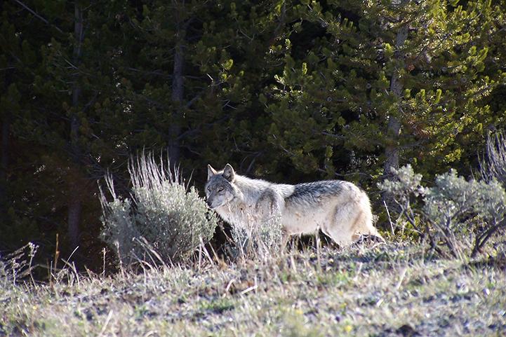 wolf, animals, wolves, Yellowstone