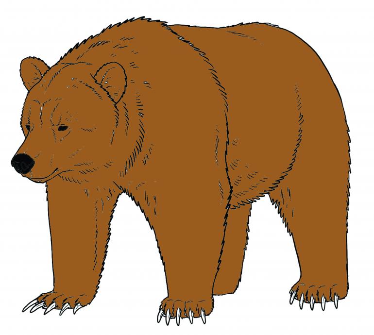 Grizzly Bear, bear spray, bear safety