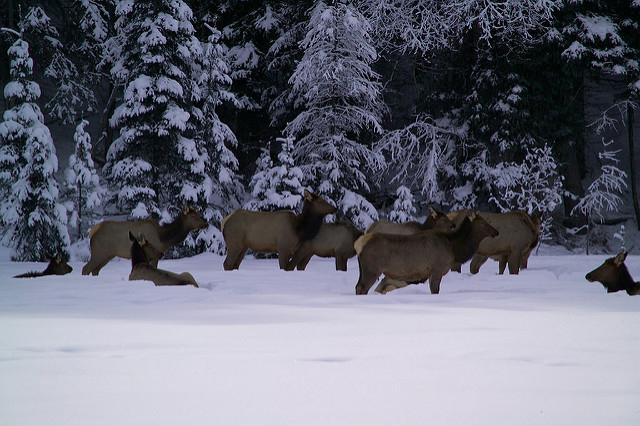 Montana Wildlife Federation, 2017 Legislature