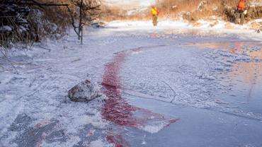 blood trail, hunting, wounding