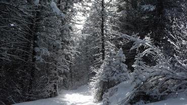 nordic, winter trail, cross country skiing