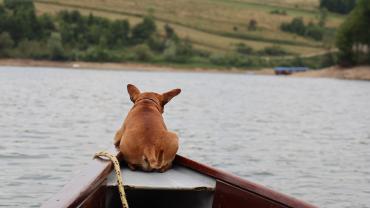 Dog in boat on river
