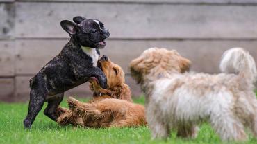 how to create good bonds between dog and owner