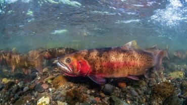 cutthroat conservation bozeman montana