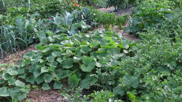 veggetable garden