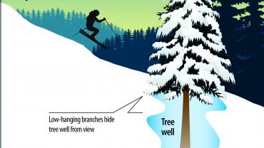 Tree Wells Infographic