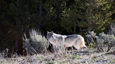 wolves, montana, hunting, wmu, Yellowstone wolf