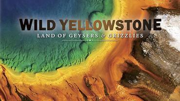 Wild Yellowstone: Land of Geysers & Grizzlies