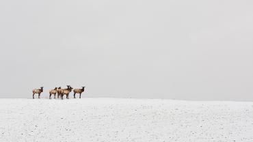 Elk in snowy landscape