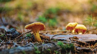 Chanterelle Mushrooms, foraging