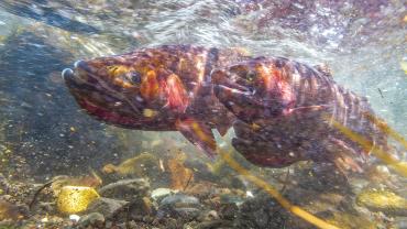Yellowstone cutthroat in river