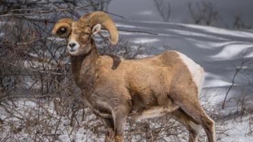 snailhorn bighorn sheep quake lake taylor hilgard
