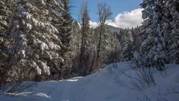 Bear Canyon Trail Winter