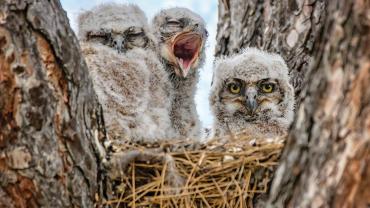 Big Horned Owls in nest