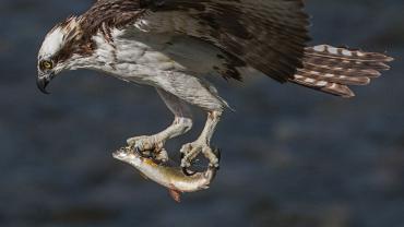 Osprey with trout in talons
