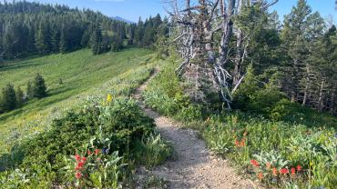 Chestnut Mountain Trail