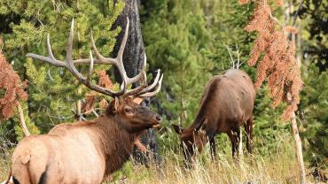 Bull elk in woods