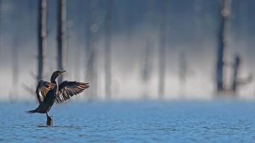 Quake lake cormorant