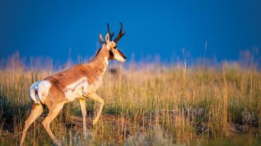Pronghorn antelope in field