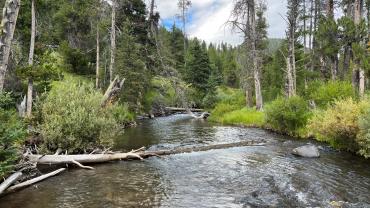 Specimen Creek Trail