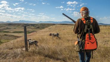 Bird hunting dogs prairie