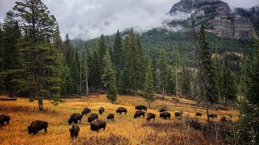 Bison mountains