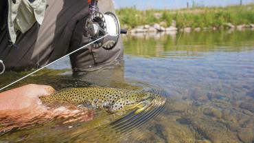 Releasing brown trout