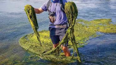 Noxious algae