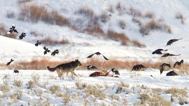 Wolf Magpie Ravens NPS courtesy